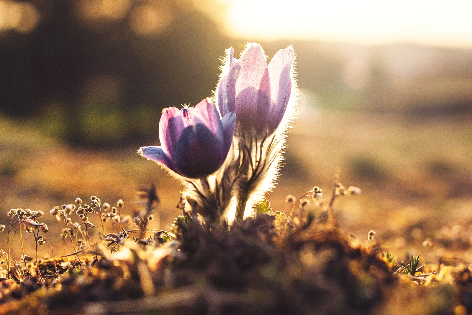 Das-bist-nicht-du-psychologisches-coaching-julia-bleser-MINDCLEANSE